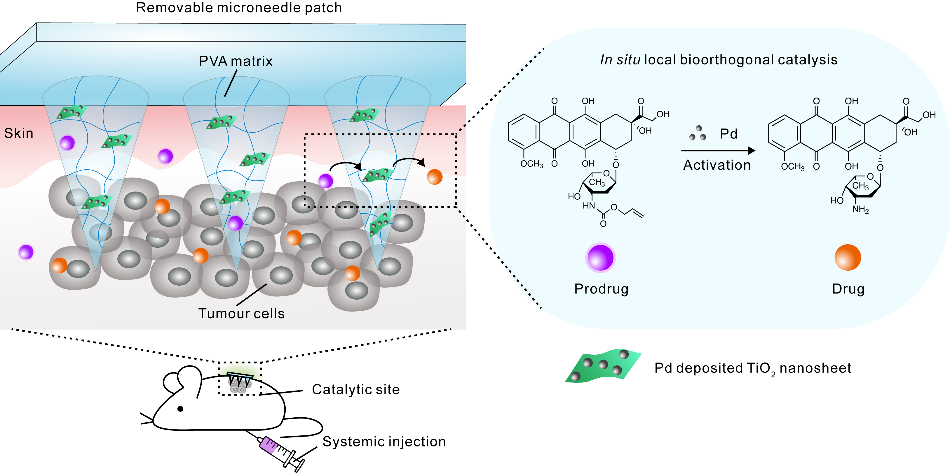 我院陈兆委教授在nature Nanotechnology上发表生物正交催化相关研究论文 福州大学化学学院